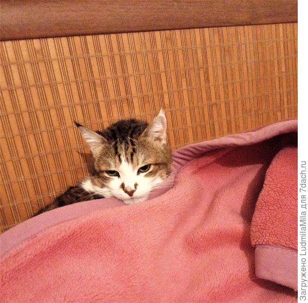 Под пледом..тепло и хорошо