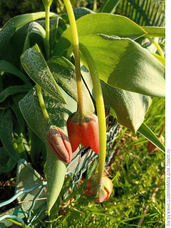 А это утро 6 мая.Ночью было минус шесть