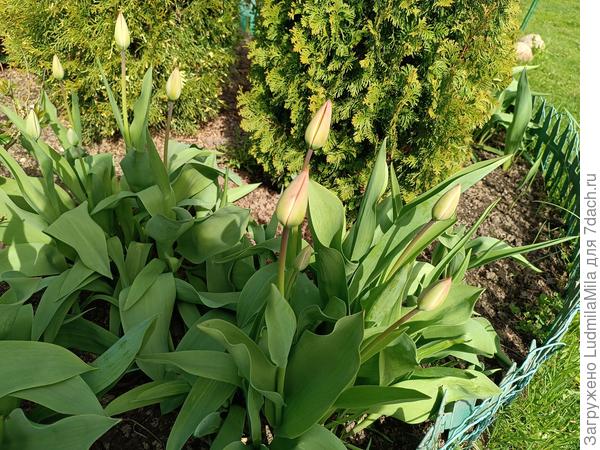 Тоже 2 мая.День.Хотя тюльпаны еще и не думают цвести.