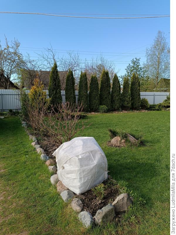 И одну из гортензий.