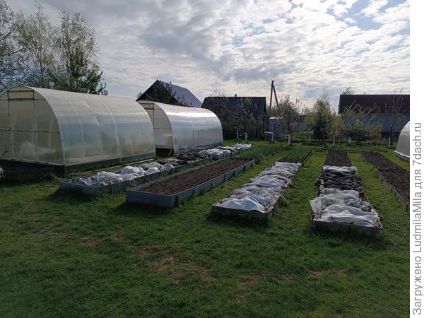 Спасаем клубнику