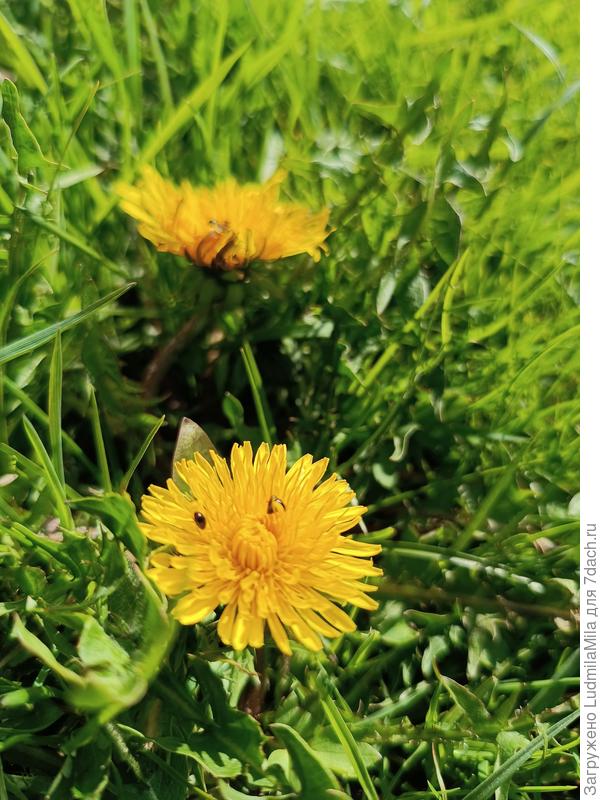 Но одуванчики радуют