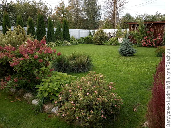 Гортензия и лапчатка