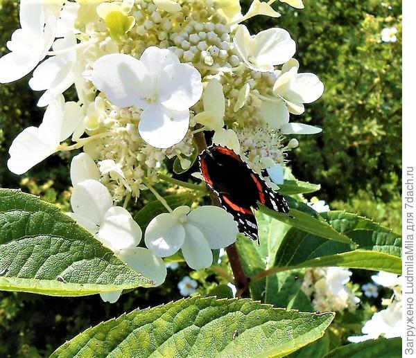 Красавица гортензия и красавица бабочка