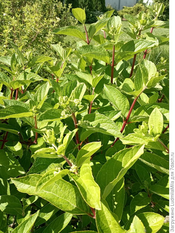 Из росточка - кустик