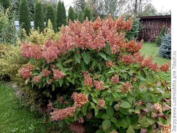 Гортензия. Сентябрь