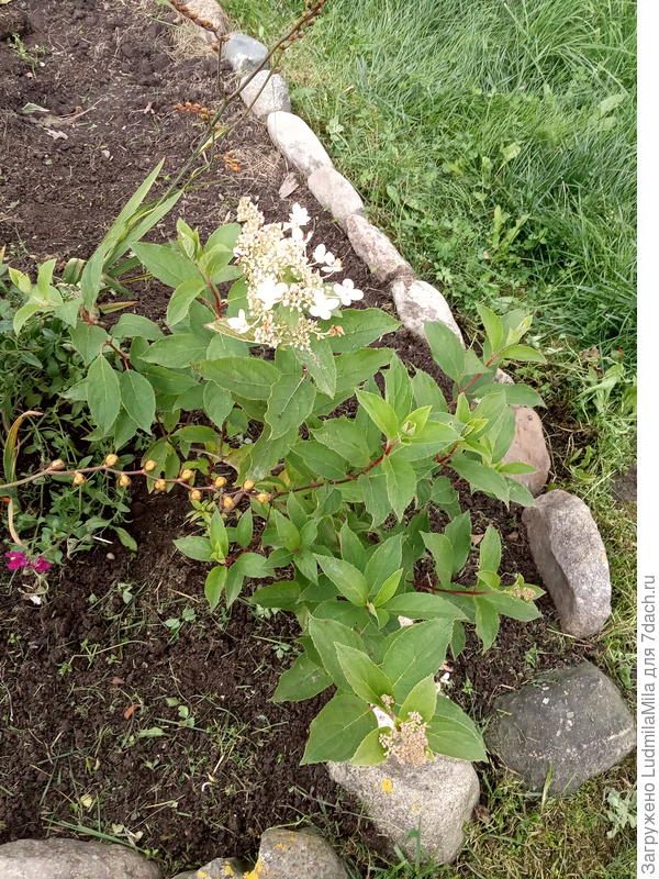 Новые кустики