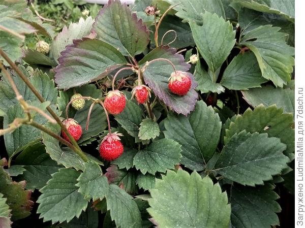 Небольшая, но вкусная