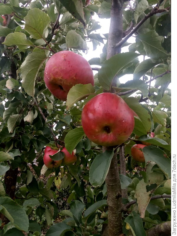 Созревание. Сентябрь