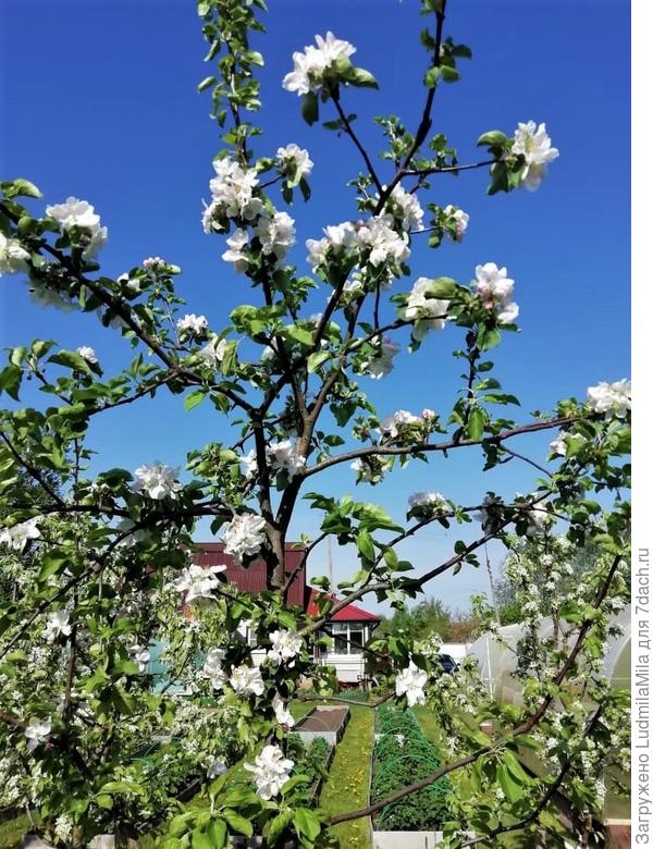 Весна. Цветение яблони