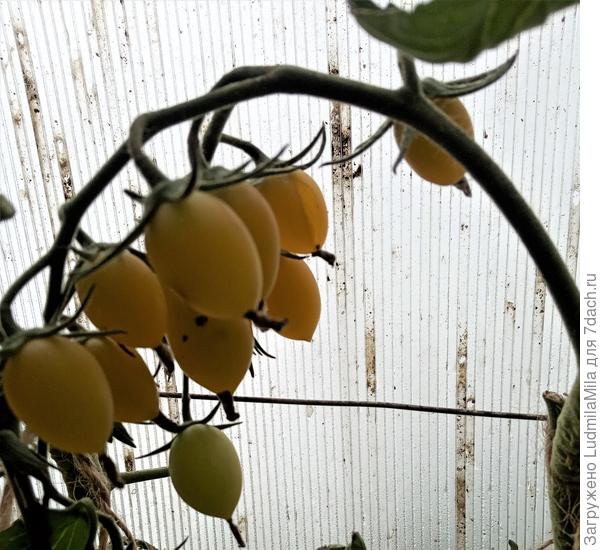 Конец сентября.Неизвестные помидорки