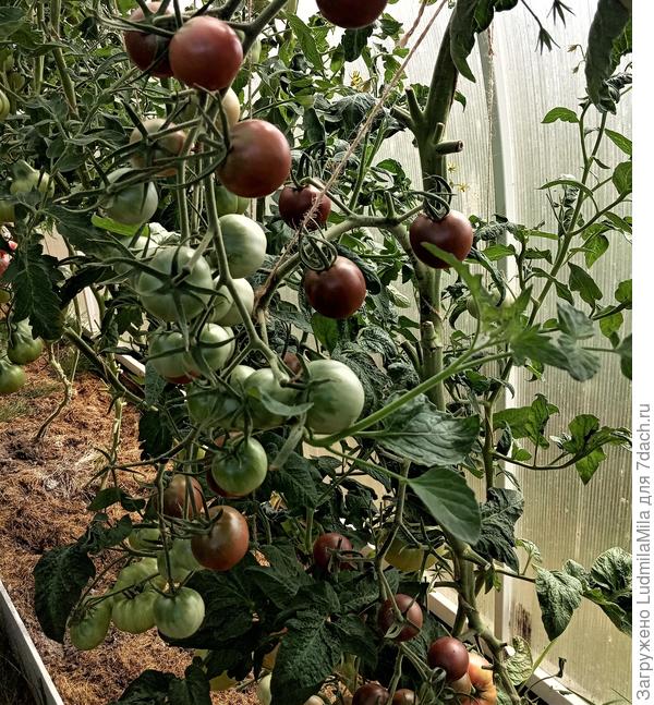 Какие-то черненькие))))