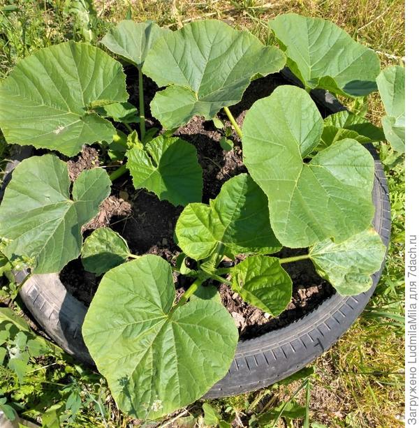 В этом году посадили в компактную покрышку. Июнь