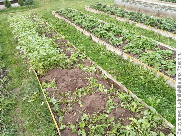 Грядки под лук