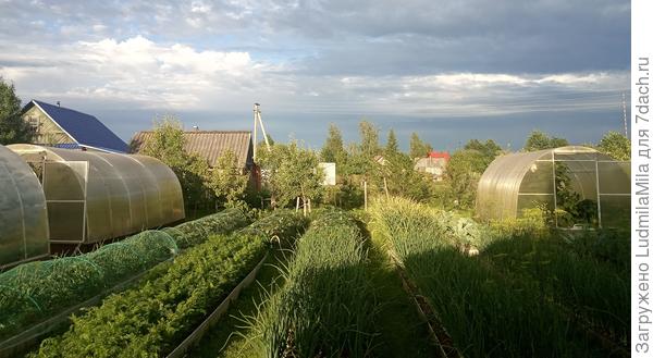 Ох и хорош будет наш лучок