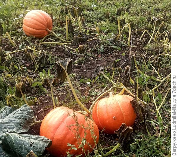 Посадили рядом с грядками. Пожалели. Заплела все