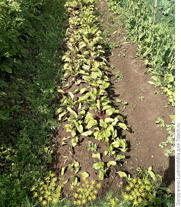 Всхожесть хорошая. Июль