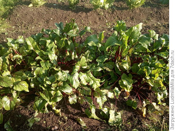 Листья на пироги