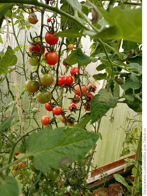 Какие-то красненькие)))