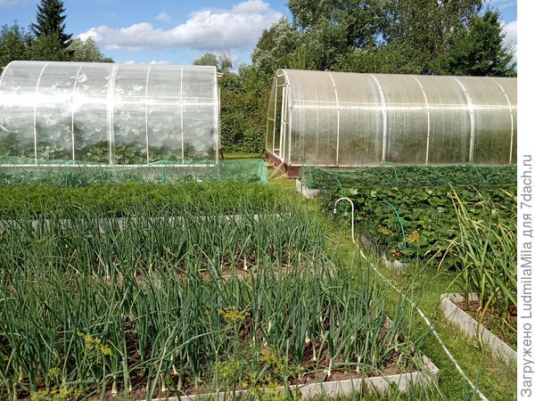 Луковая плантация