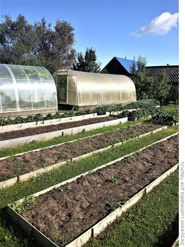 Грядки под будущий лук. Сентябрь