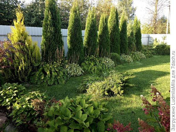 Туя в сентябре