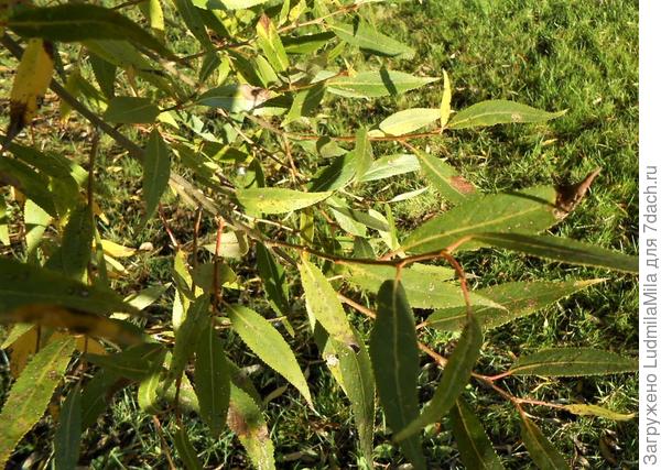 Пораженные листья ивы