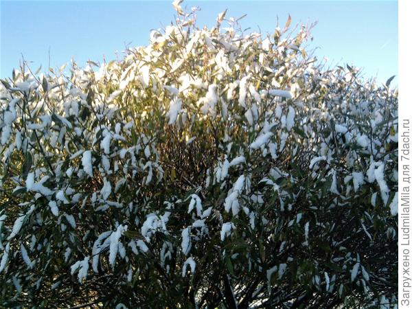 Ноябрь. Под снегом