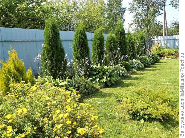 Маленькая туя, 2018 год