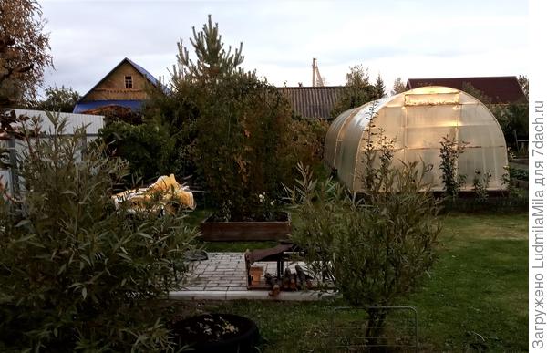 Ива. Сентябрь 2022