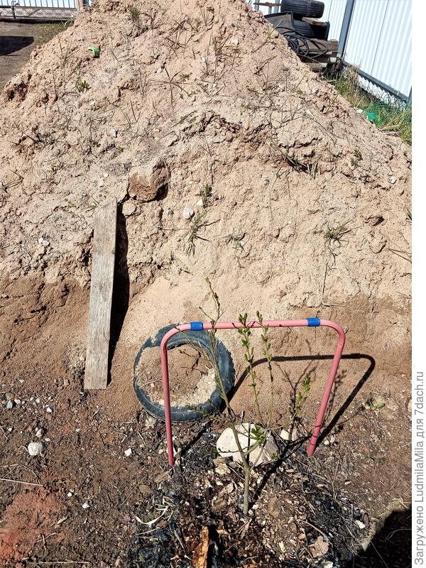 Вот один отросток. Будет прикрывать кучу песка)))