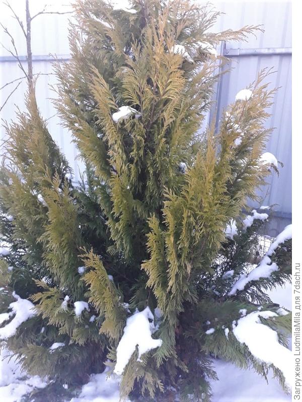 Туя в январе