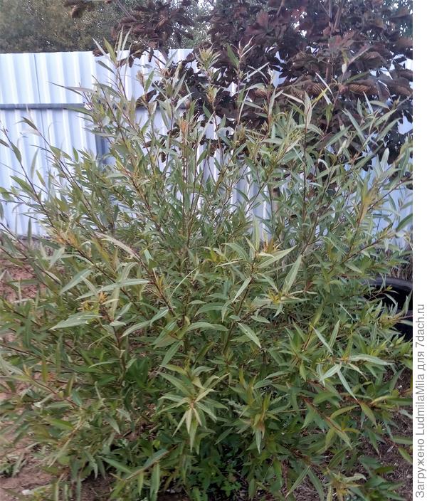 Ива. Сентябрь 2022 года