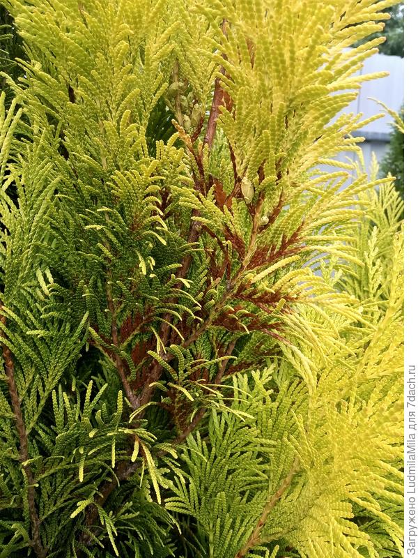 Веточки туи