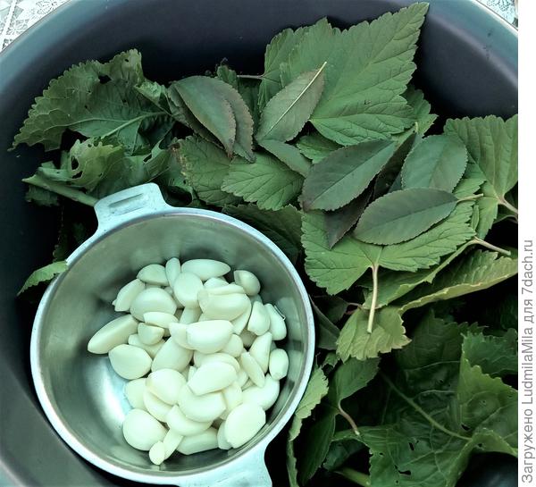 Чеснок для заготовок