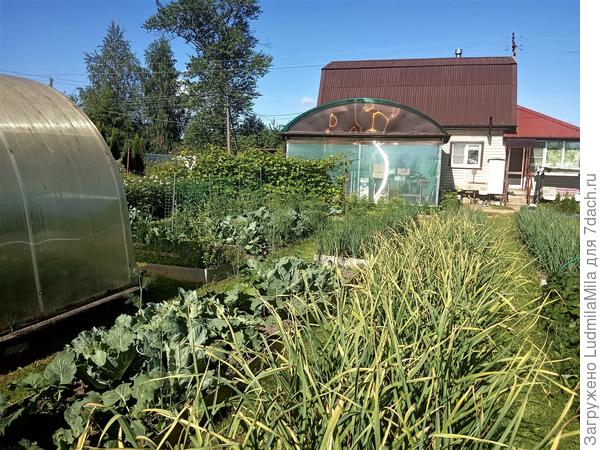 Грядки. Июль