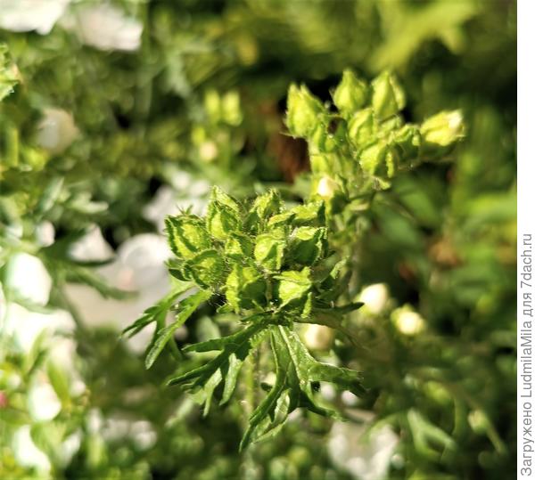 Семенная коробочка