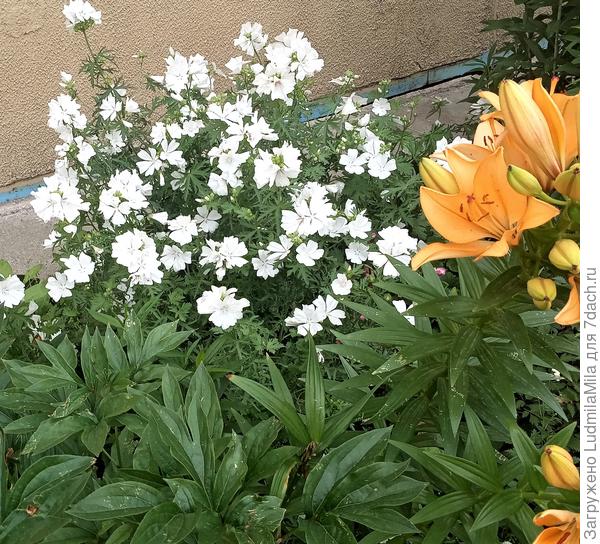 Желтое и белое