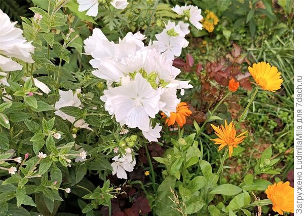 Картина в оранжево-белых тонах