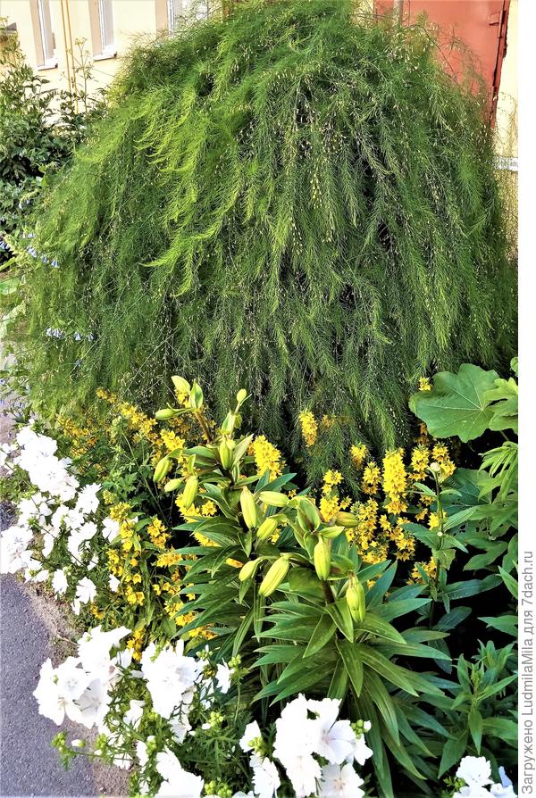 В палисаднике возле дома. Не ландшафтный дизайн, конечно. Но красиво