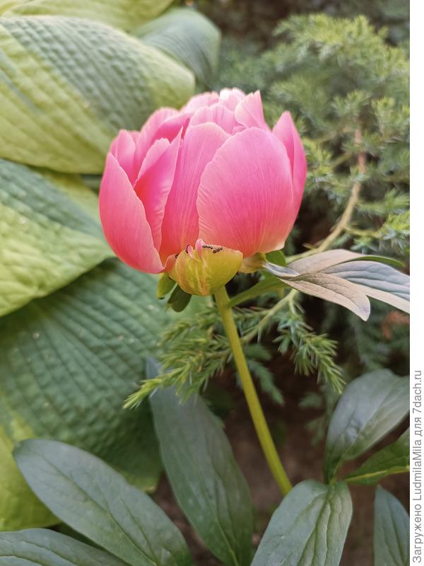 Для Светланы