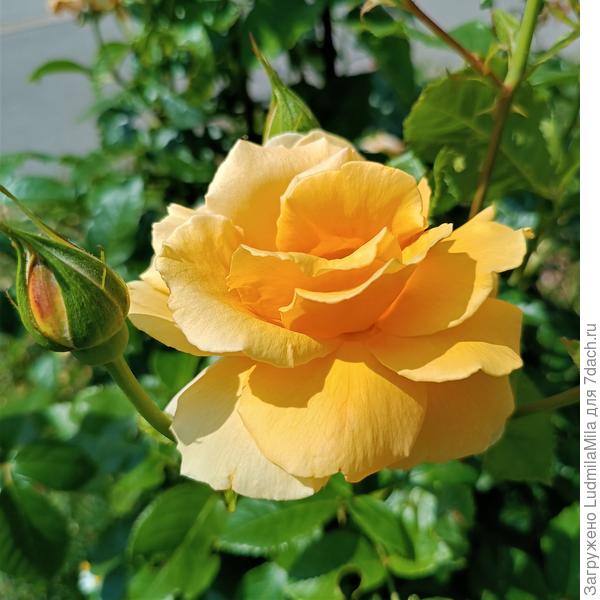 Солнечного настроения!