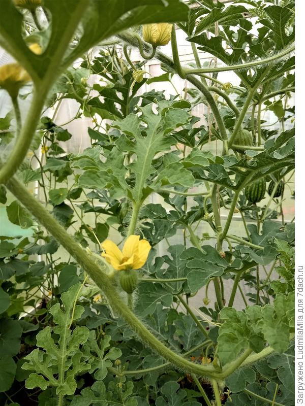 Арбузные джунгли