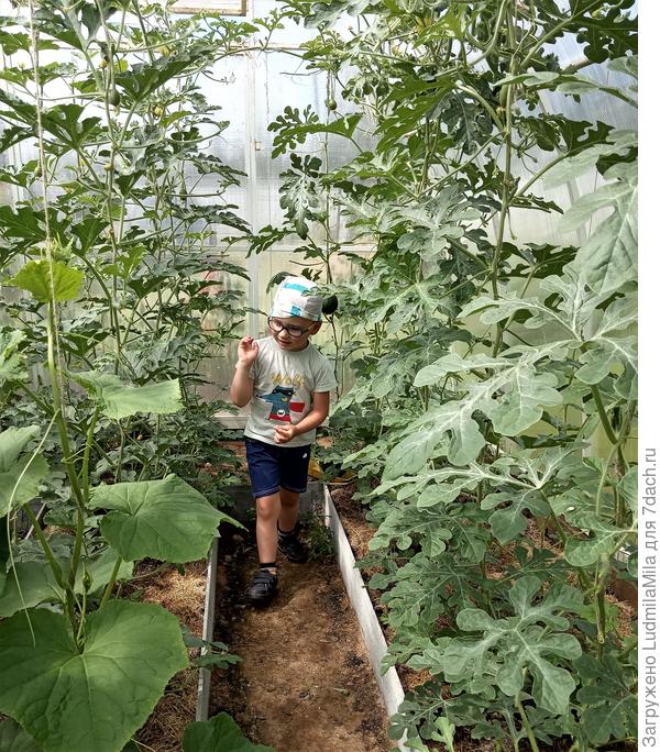 Хозяин на арбузных грядках)))