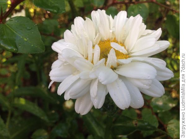 Для Светланы