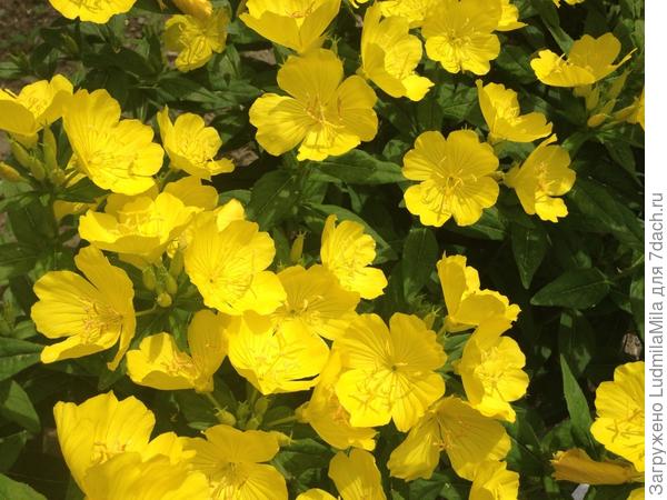 Солнечного настроения круглый год!