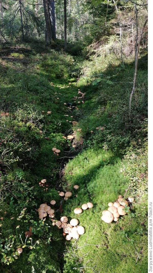 Козлятки,которые никогда не собирала.Урожай этого года