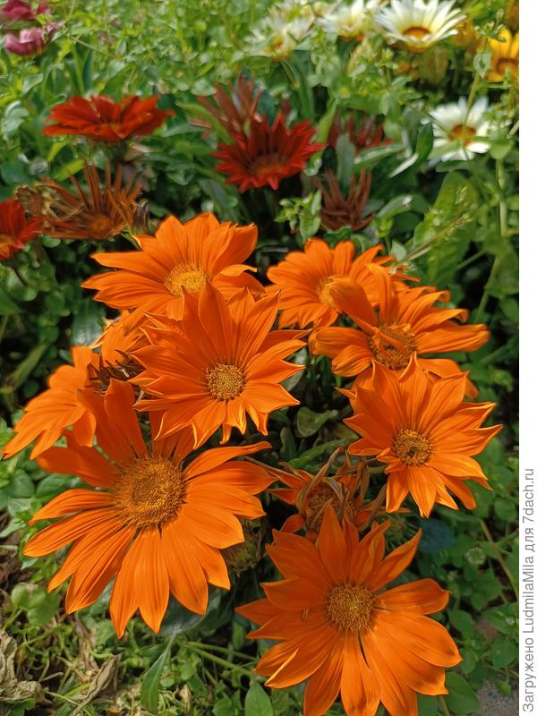 Солнечного настроения!