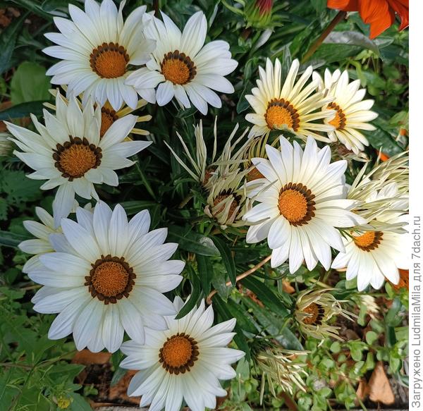 Для Альбины