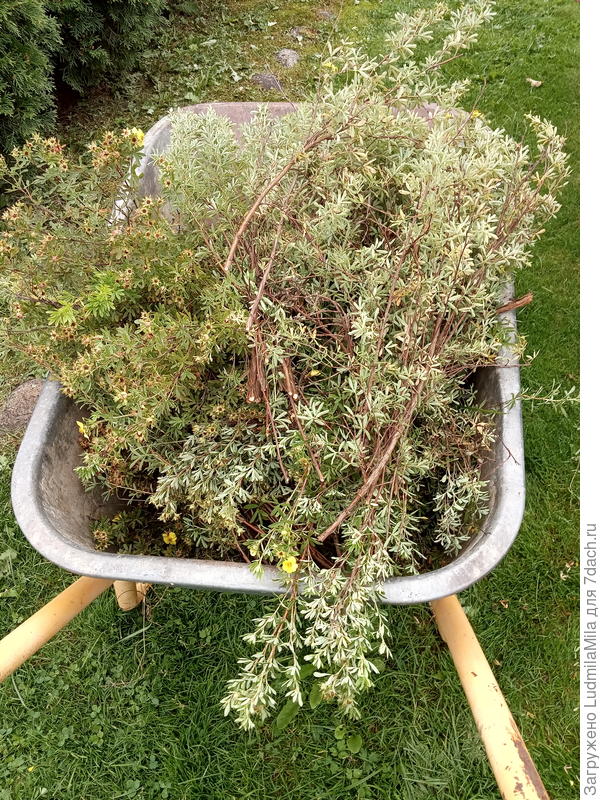 Сначала обрезаем ветки